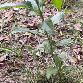 Photo of the plant species Annual Fleabane by @ChummyBagpod34 named Beyonce on Greg, the plant care app