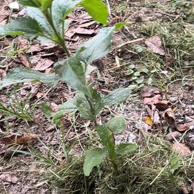 Photo of the plant species Annual Fleabane by @ChummyBagpod34 named Mando on Greg, the plant care app