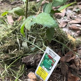 Photo of the plant species Bird's-Eye Speedwell by @ChummyBagpod34 named Sproutacus on Greg, the plant care app