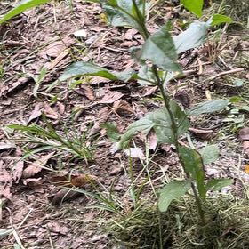 Photo of the plant species Cardinal Flower by @ChummyBagpod34 named Sol on Greg, the plant care app