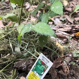 Photo of the plant species Yellow Archangel by @ChummyBagpod34 named Robert Plant on Greg, the plant care app