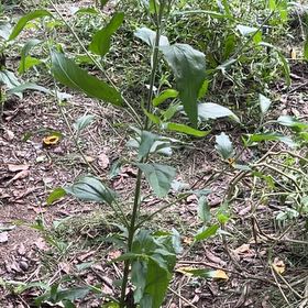 Photo of the plant species Wild Four O'Clock by @ChummyBagpod34 named Zion on Greg, the plant care app