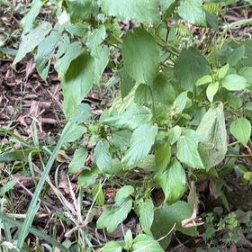 Photo of the plant species Hornbeam Copperleaf by @ChummyBagpod34 named Curie on Greg, the plant care app