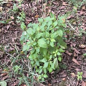 Photo of the plant species Hornbeam Copperleaf by @ChummyBagpod34 named Messi on Greg, the plant care app