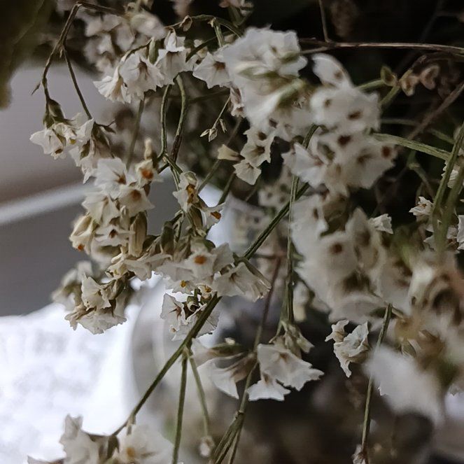 Photo of the plant species Perez's Sea Lavender by @ExecOlneya94 named Wall-E on Greg, the plant care app