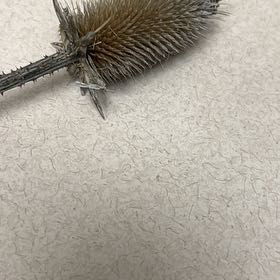 Photo of the plant species Common Teasel by @SlinkyKale92 named Mollie on Greg, the plant care app