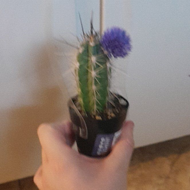 Photo of the plant species Bolivian Torch Cactus by @HotCobnut89 named Bieber on Greg, the plant care app