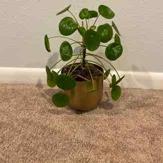 Chinese Money Plant plant in Denver, Colorado
