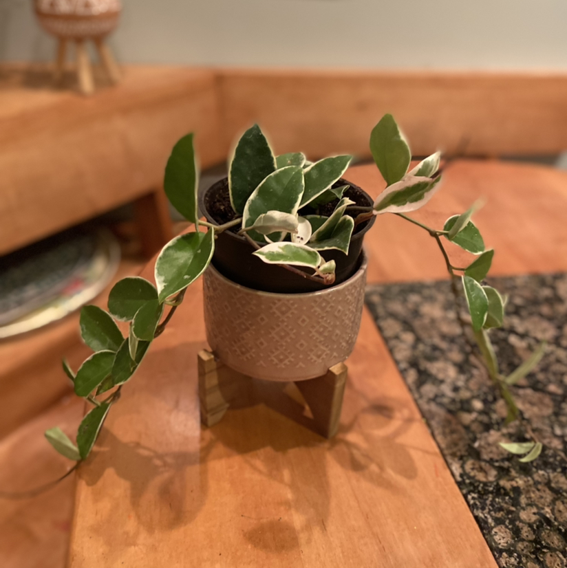 Hoya Krimson Queen plant in a pot with variegated leaves on a wooden surface.