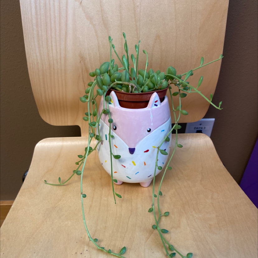 String of Watermelons plant in a decorative pot on a wooden chair.