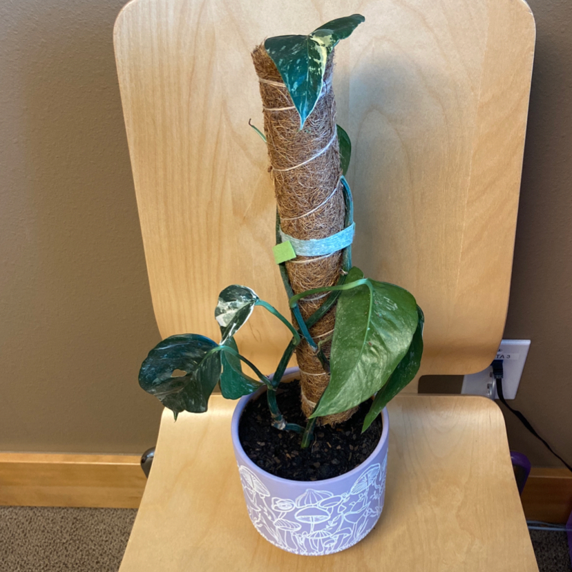 Albo Epipremnum Pinnatum plant supported by a moss pole in a pot with visible soil. Some leaves show variegation, slight yellowing, and browning.