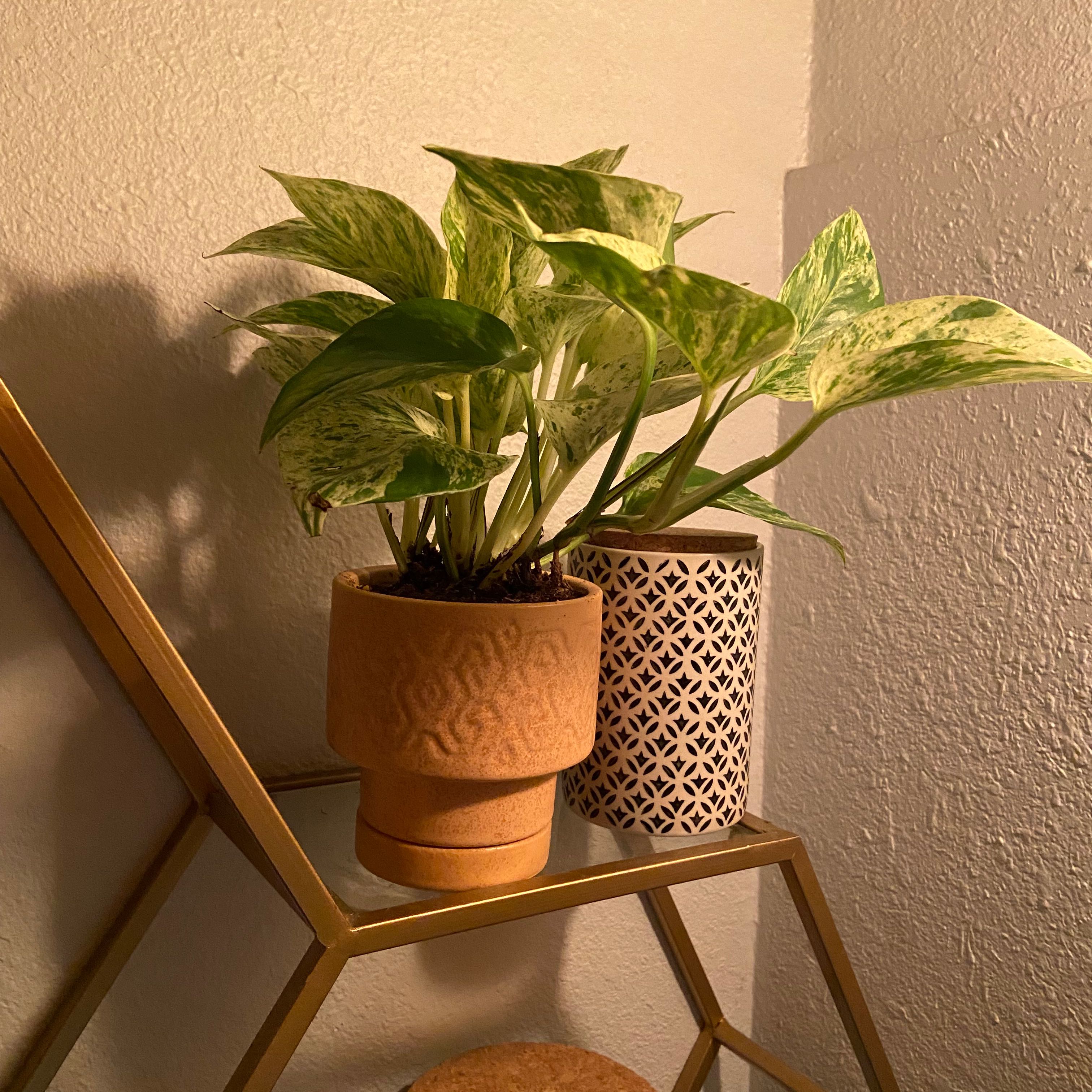 Snow Queen Pothos plant in a decorative pot on a shelf, healthy variegated leaves.