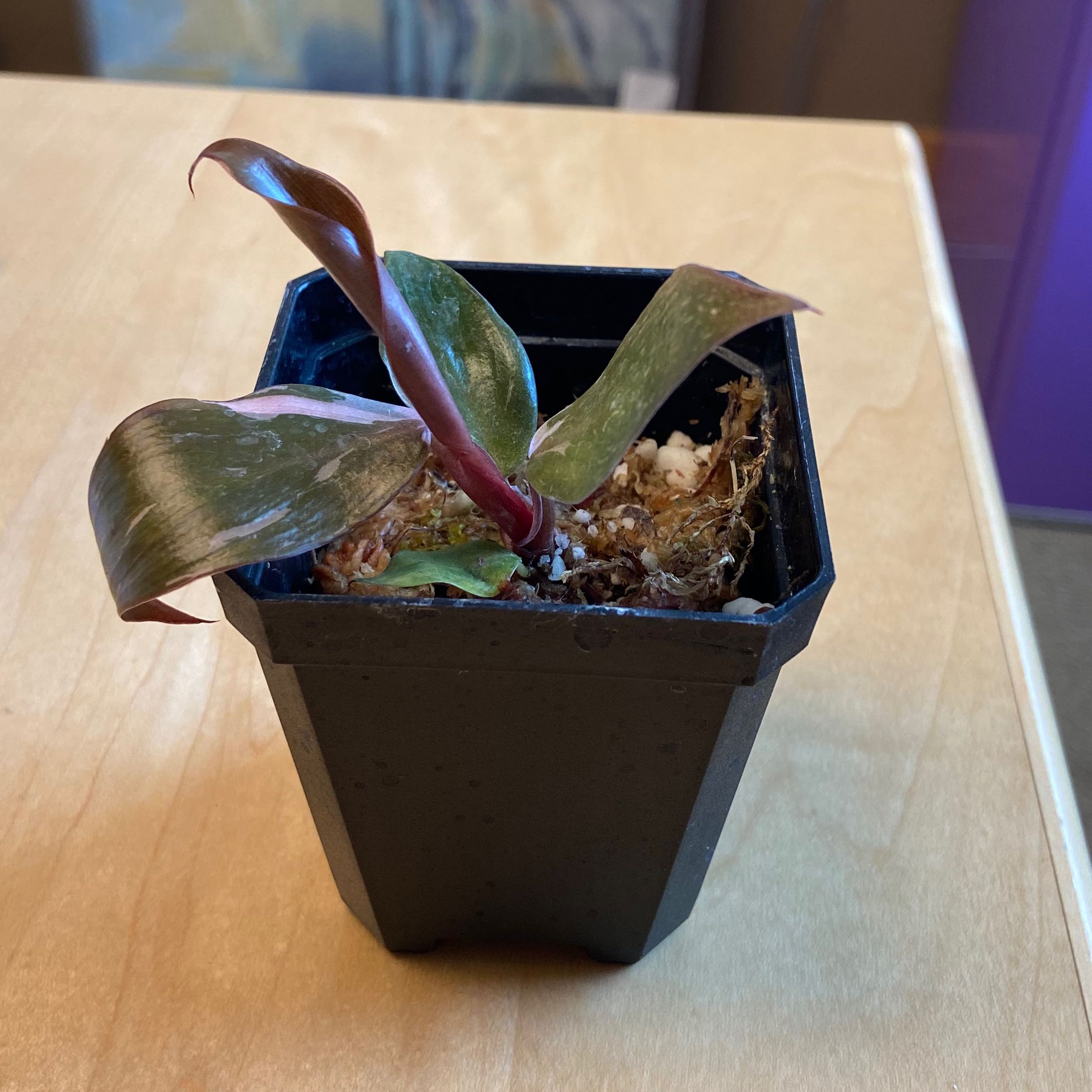 Pink Princess Philodendron in a black pot with variegated leaves.