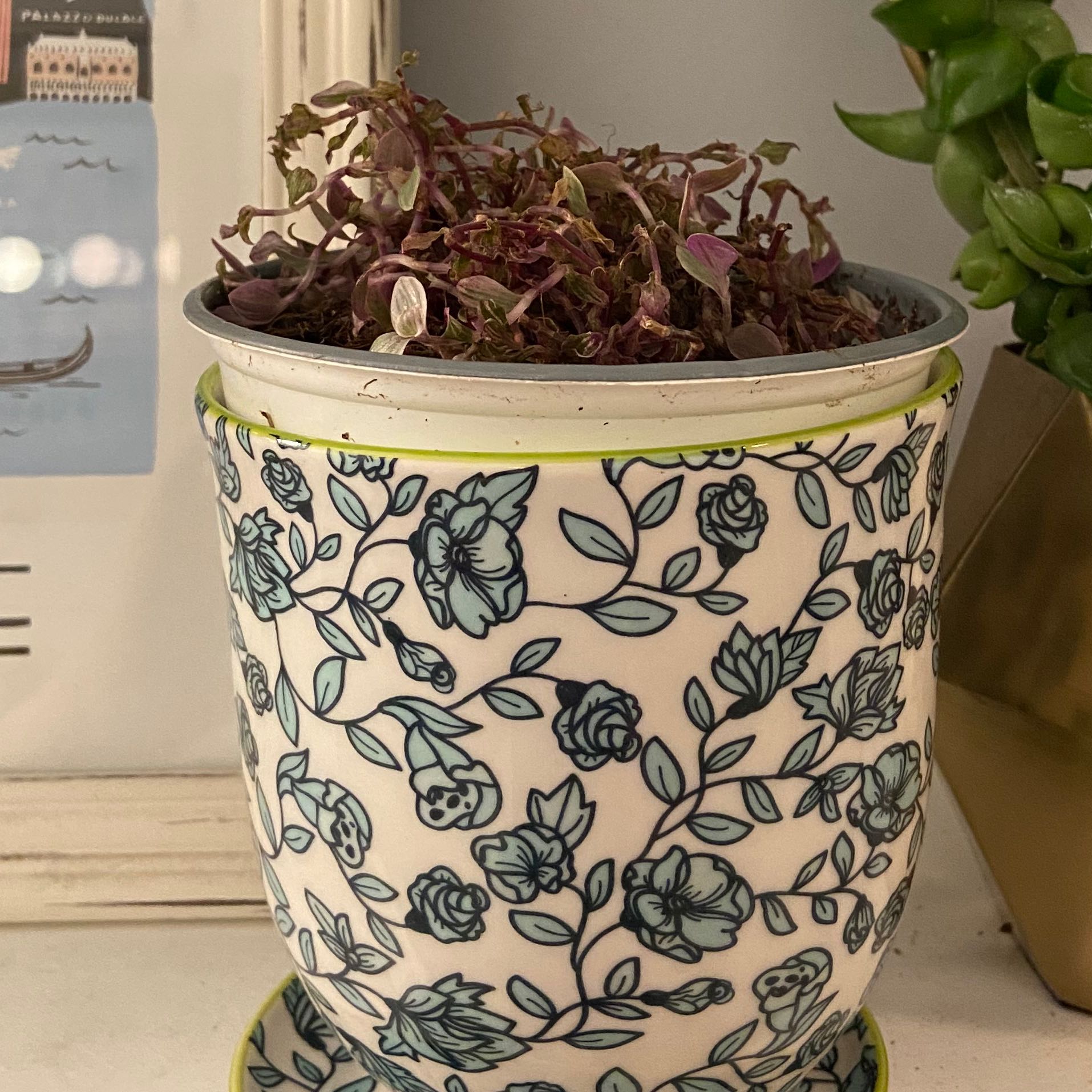 Potted Tradescantia 'Pink Panther' plant with purple-tinged leaves in a decorative floral pot.