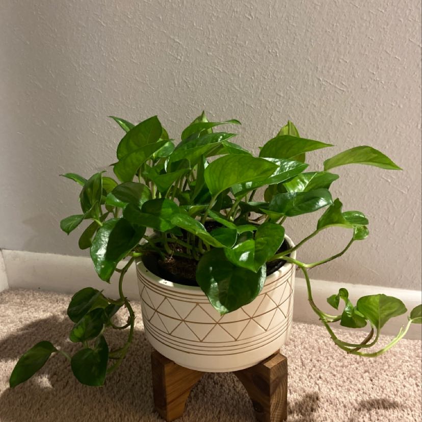 Healthy Global Green Pothos plant in a decorative pot on a wooden stand.