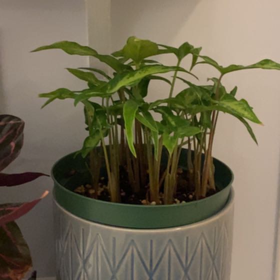 Photo of the plant species Syngonium 'Trileaf Wonder' by @Rachelle named Humperdinck on Greg, the plant care app