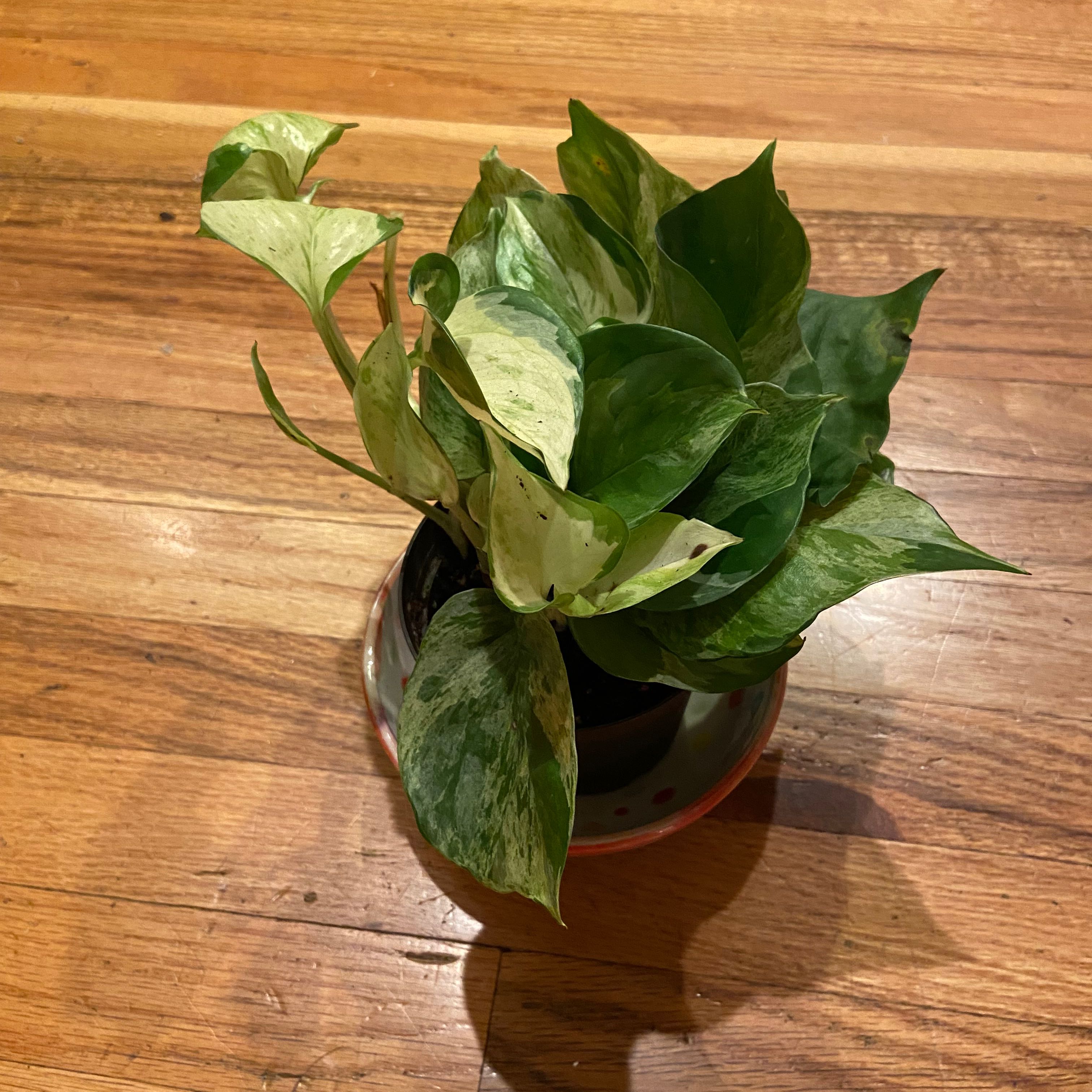 Manjula Pothos plant in a pot on a wooden surface with variegated green and white leaves.