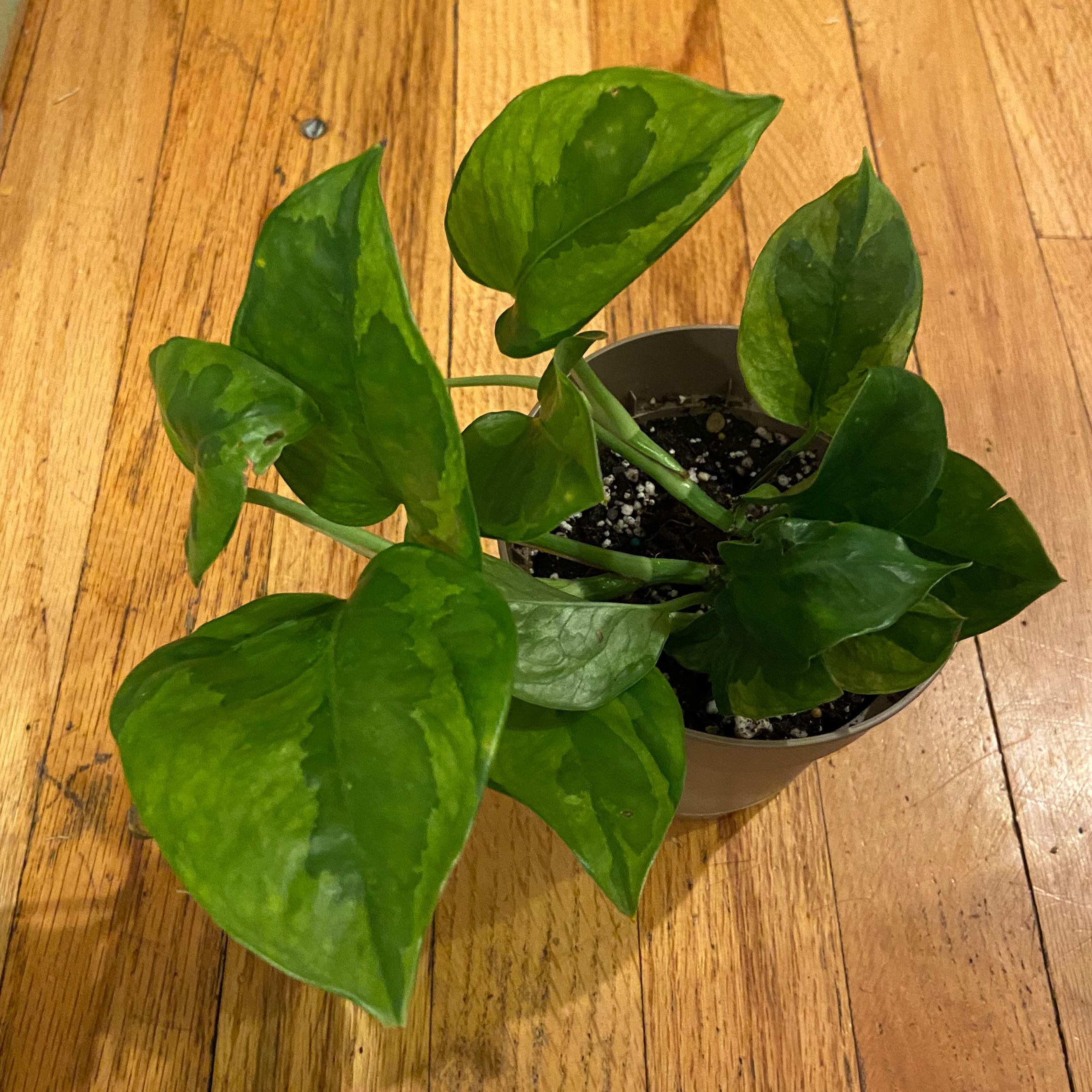 Lemon Meringue Pothos plant in a pot on a wooden floor, healthy green leaves with variegation.