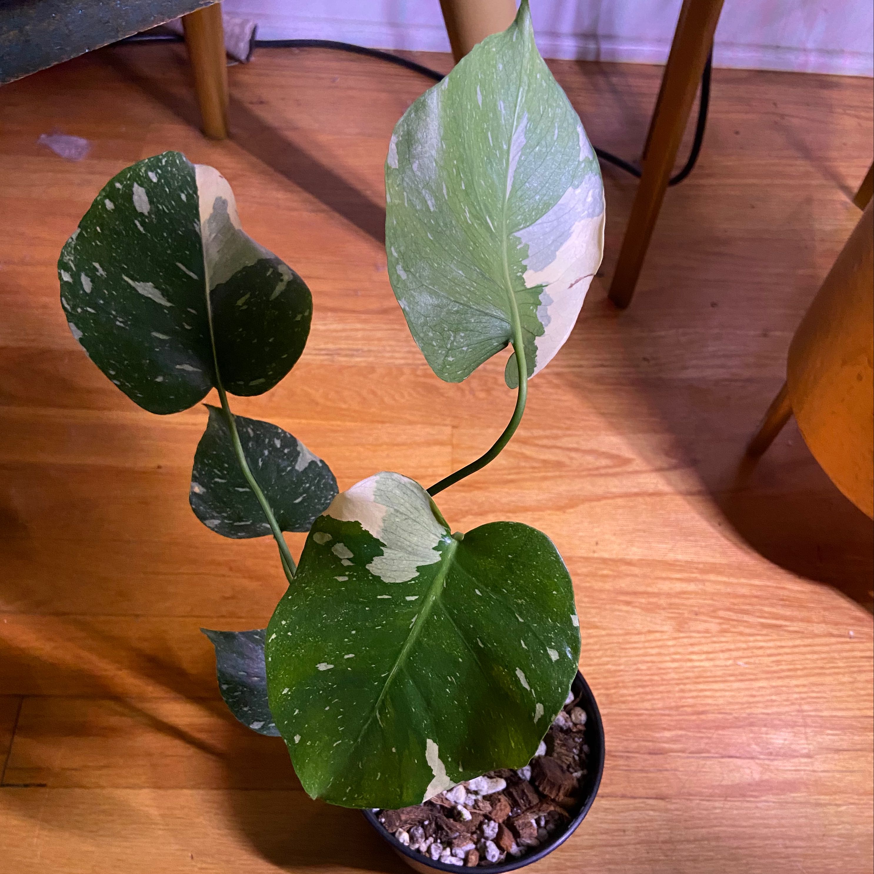 Thai Constellation Monstera plant with variegated leaves in a pot on a wooden floor.