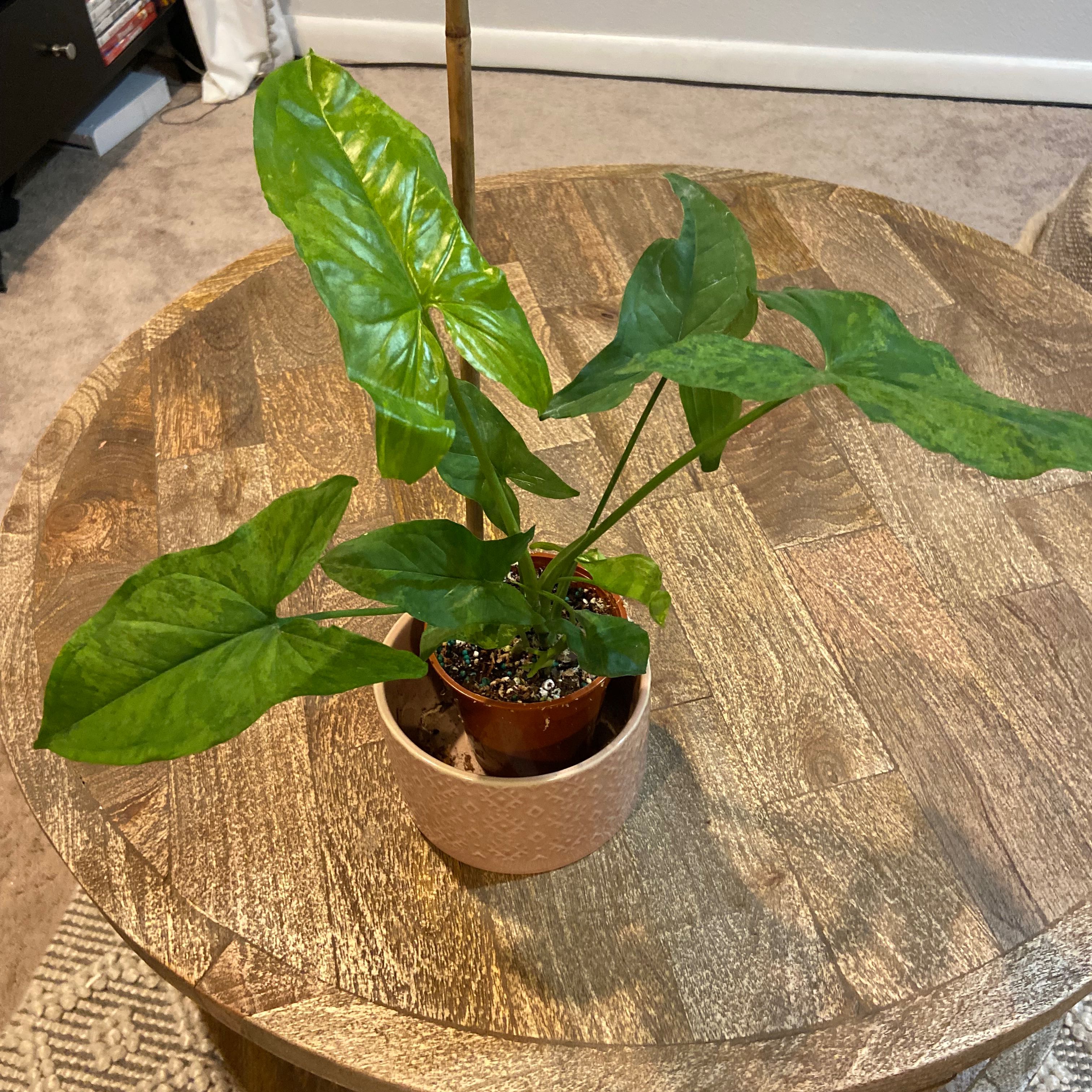 Syngonium podophyllum 'Mojito' plant in a small pot on a wooden table.