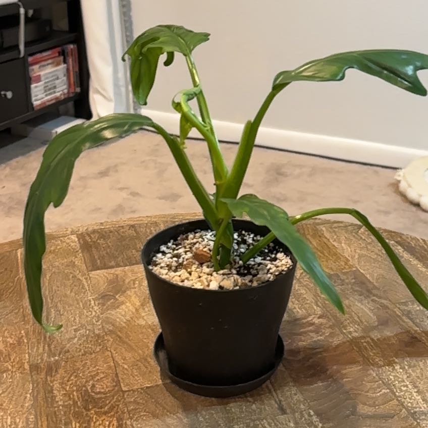 Photo of the plant species Skeleton Key Plant by @Rachelle named Vickie Miner on Greg, the plant care app