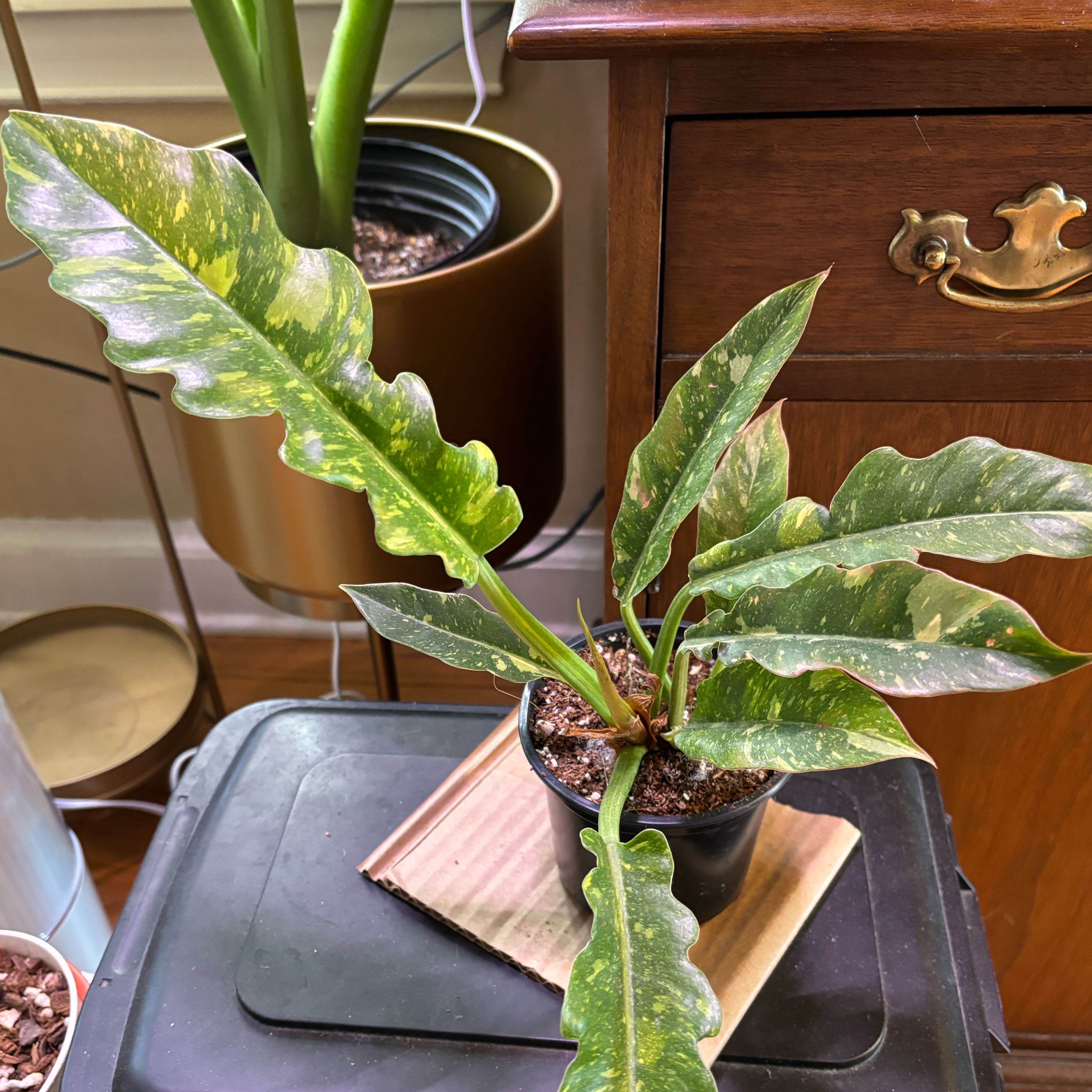 Philodendron 'Ring of Fire' plant in a small pot with variegated leaves.