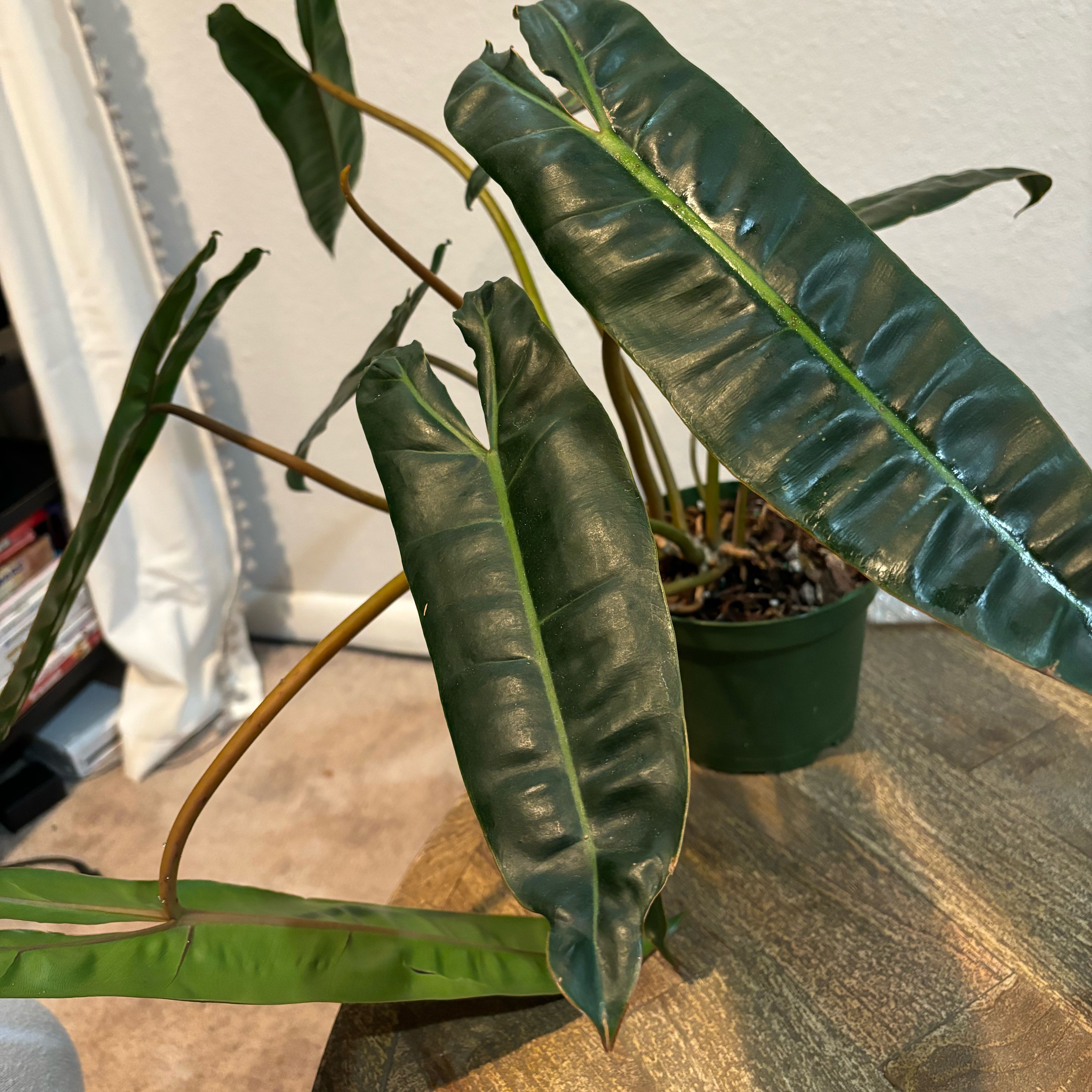 Philodendron billietiae plant with elongated, dark green leaves in a pot on a wooden surface.