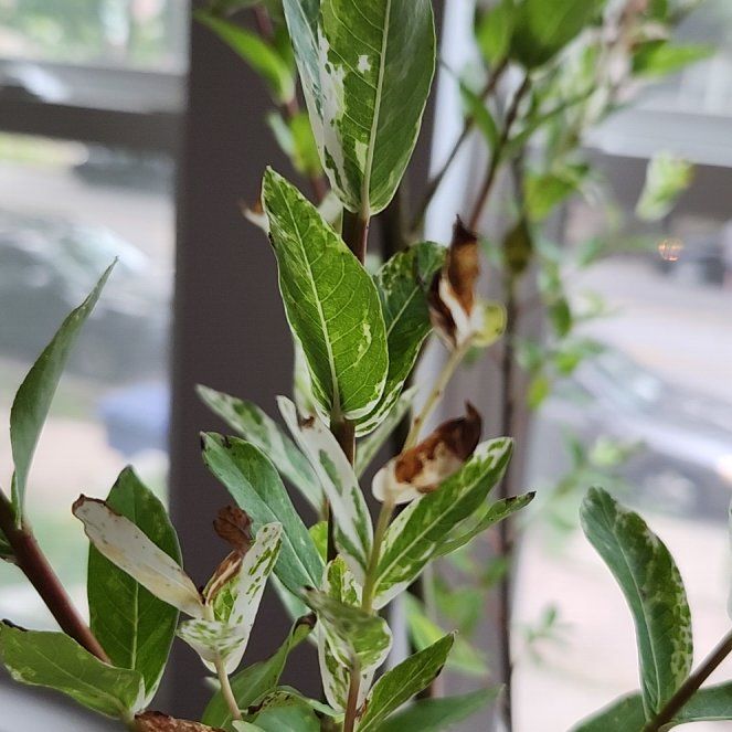 Photo of the plant species Japanese Willow by @SavoryGuasca38 named Plato on Greg, the plant care app