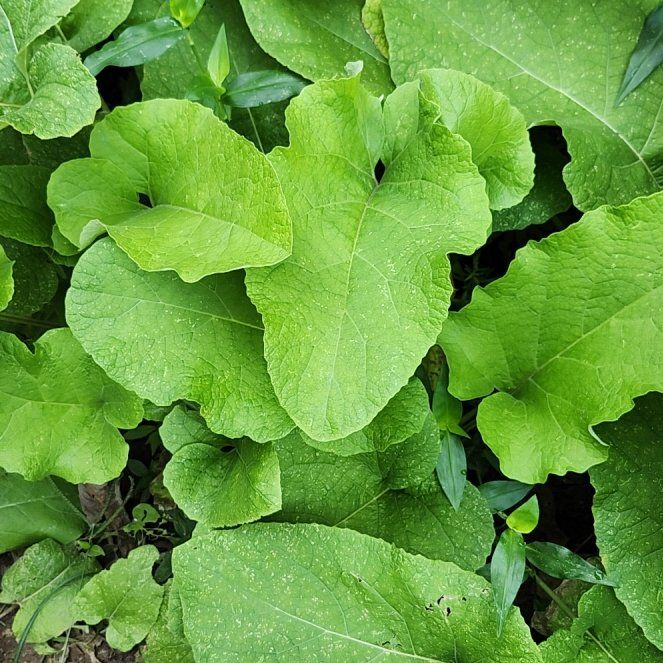 Photo of the plant species Great Burdock by @SavoryGuasca38 named Xena on Greg, the plant care app