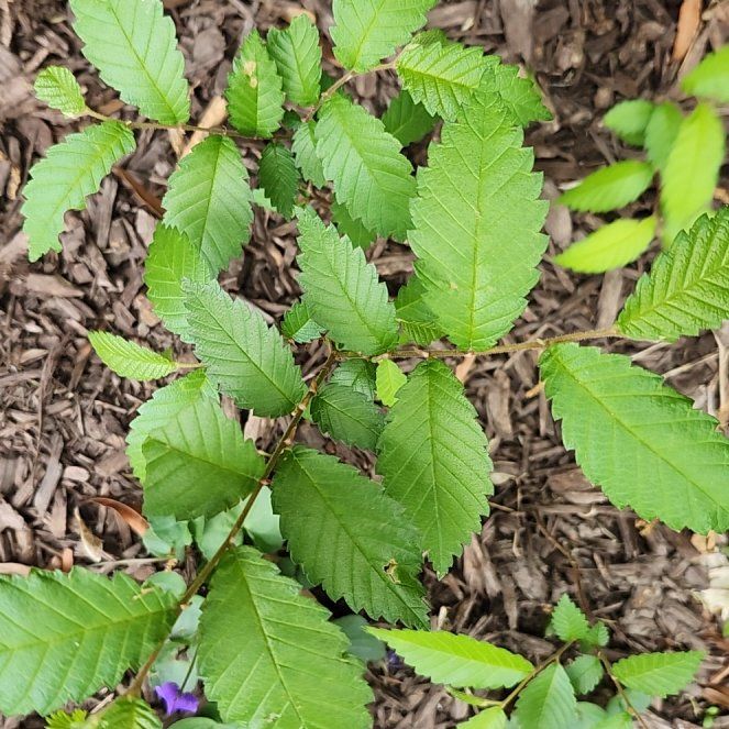 Photo of the plant species American Elm by @SavoryGuasca38 named Cleopatra on Greg, the plant care app