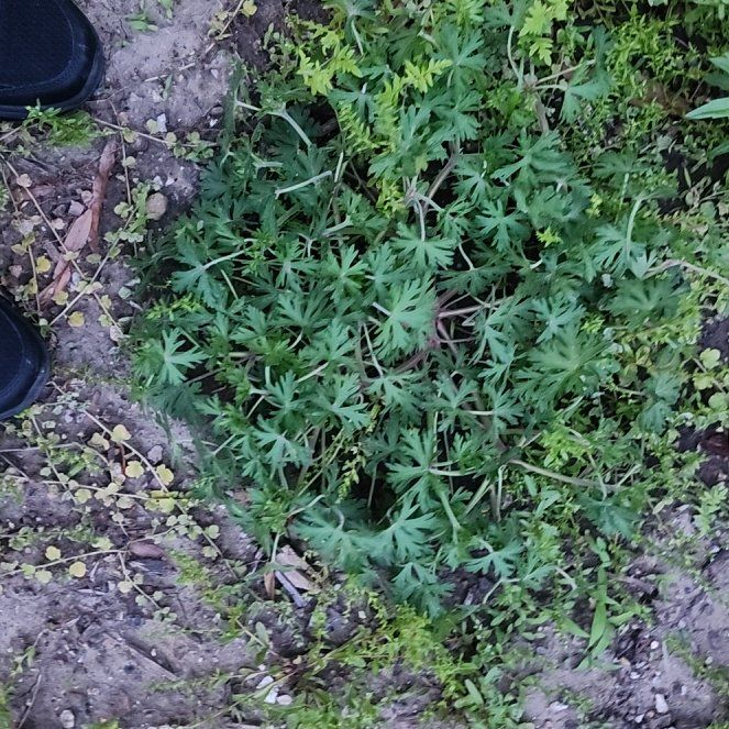 Photo of the plant species Carolina Crane's-Bill by @SavoryGuasca38 named Forrest on Greg, the plant care app