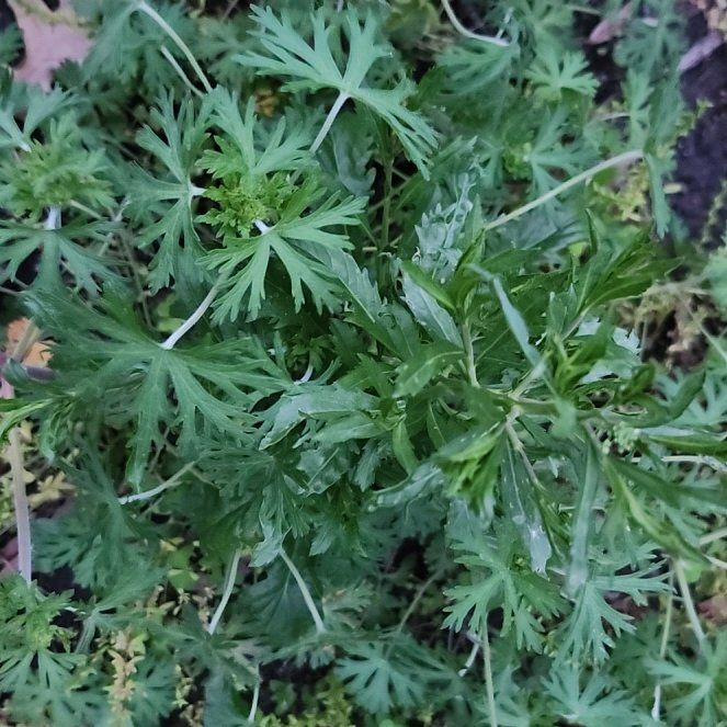 Photo of the plant species Carolina Crane's-Bill by @SavoryGuasca38 named Harmony on Greg, the plant care app