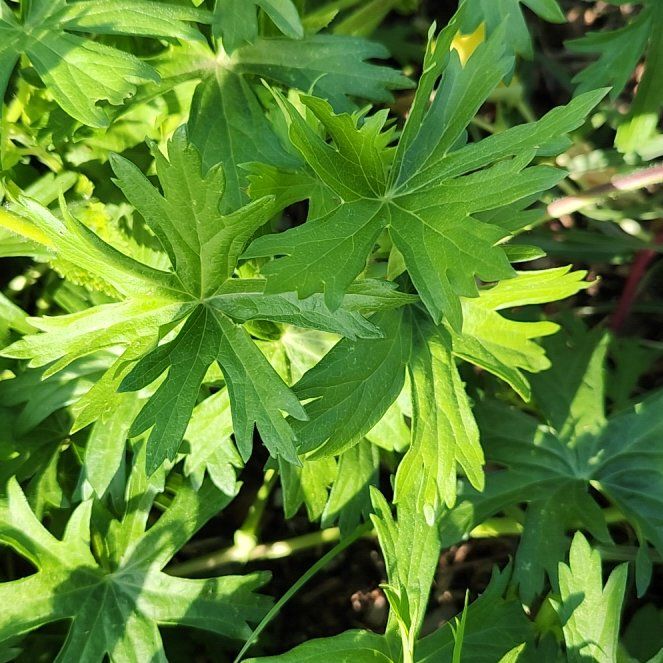 Photo of the plant species Meadow Geranium by @SavoryGuasca38 named Leaf Erickson on Greg, the plant care app