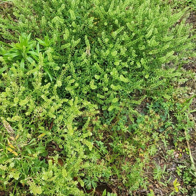 Photo of the plant species Poorman Pepperweed by @SavoryGuasca38 named Osmo on Greg, the plant care app