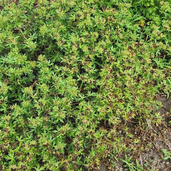 Photo of the plant species Cutleaf Geranium by @SavoryGuasca38 named Aria on Greg, the plant care app