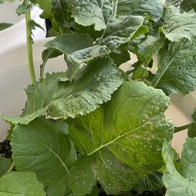 Photo of the plant species Georgia Collard by @SaluteMinikitty named Lola on Greg, the plant care app