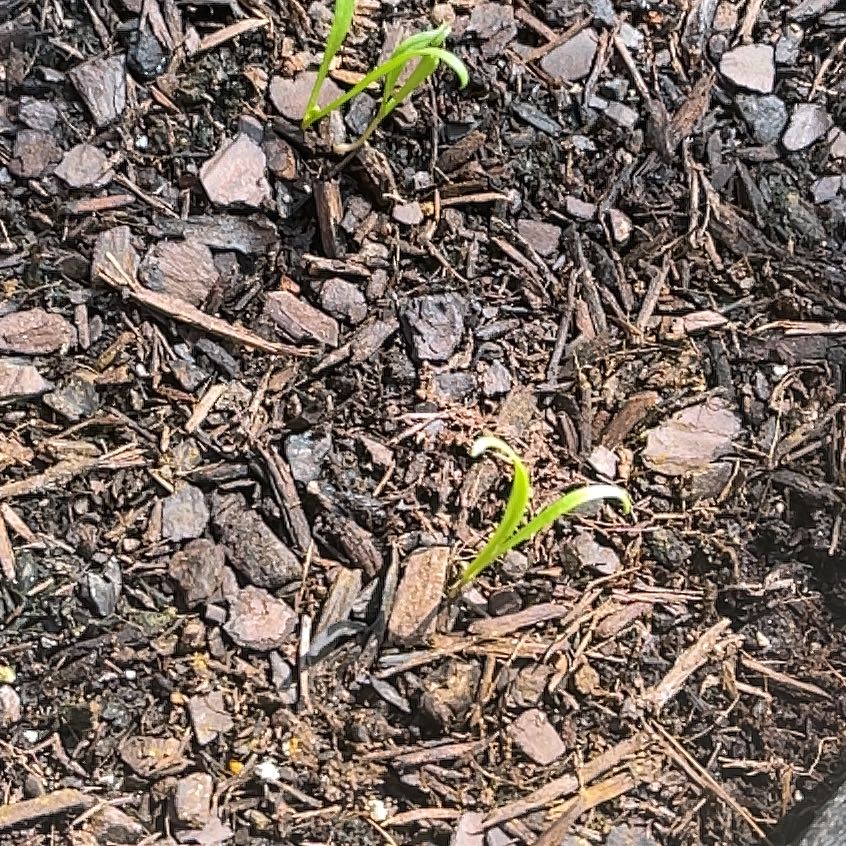 Photo of the plant species Spinach by @SaluteMinikitty named Sol on Greg, the plant care app