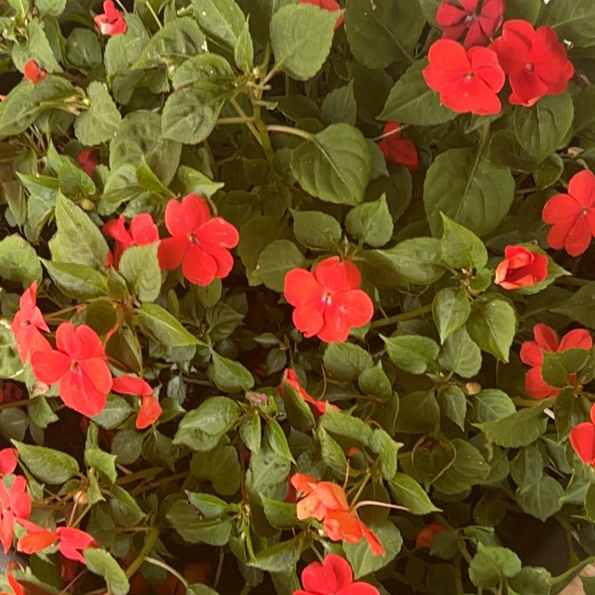 Photo of the plant species Cuphea impatientifolia by @FastLambsear86 named Baesil on Greg, the plant care app