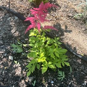 Photo of the plant species Astilbe by @FastLambsear86 named Homer on Greg, the plant care app