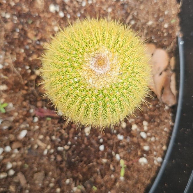 Photo of the plant species Golden Ball Cactus by @FireballJubaea8 named Tolkien on Greg, the plant care app