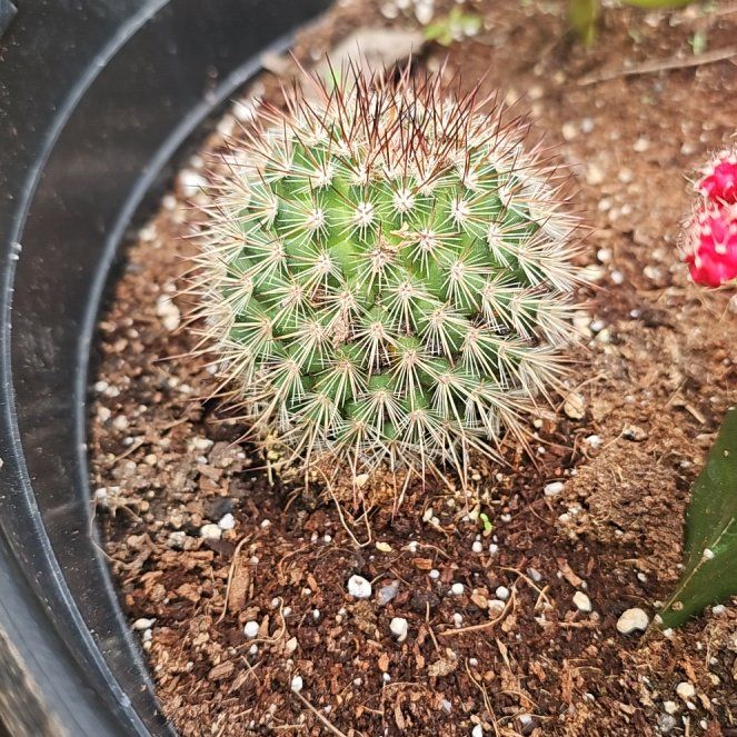 Photo of the plant species Mammillaria marcosii 'Yellow Spines Album' by @FireballJubaea8 named Fernie Saunders on Greg, the plant care app