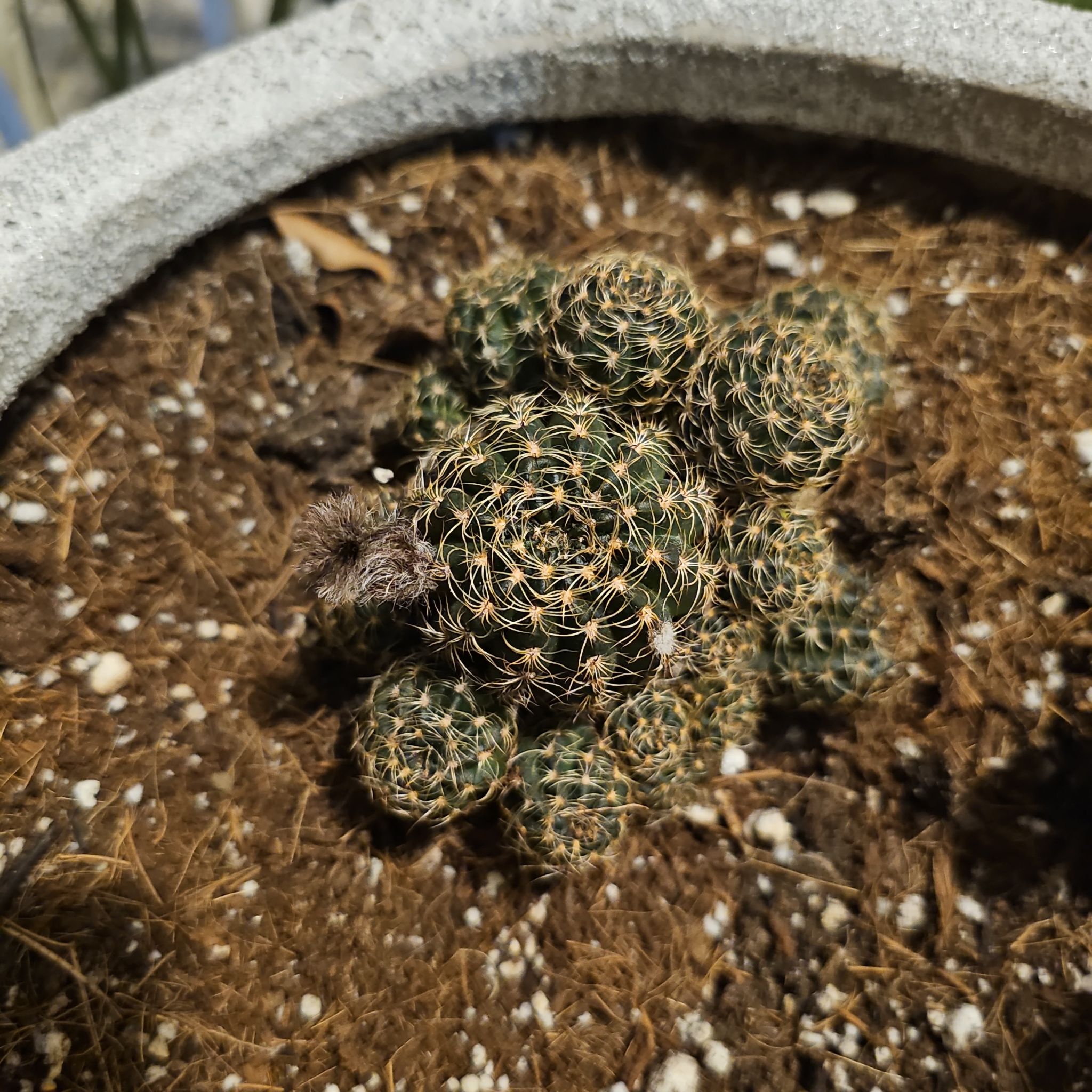 Photo of the plant species Green Tomato Cactus by @FireballJubaea8 named Sonic on Greg, the plant care app