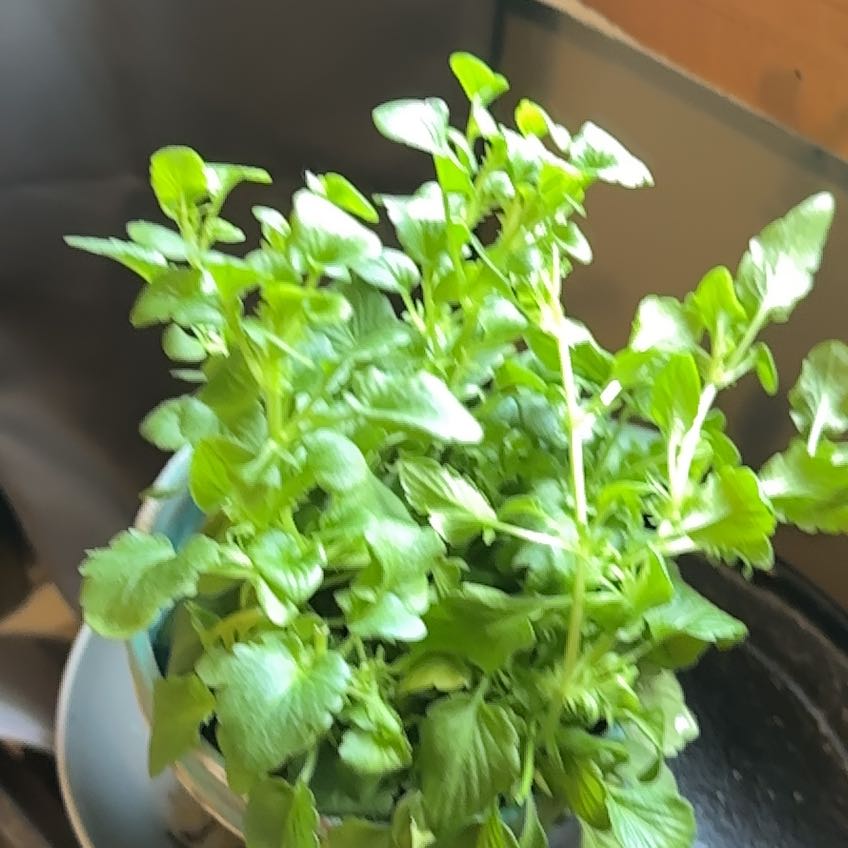 Photo of the plant species Pansy by @ZealKiekie41 named Beyonce on Greg, the plant care app