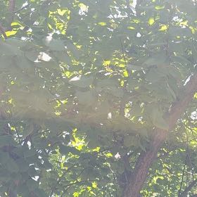 Photo of the plant species Apricot by @SilkyAgave58 named Bodhi on Greg, the plant care app