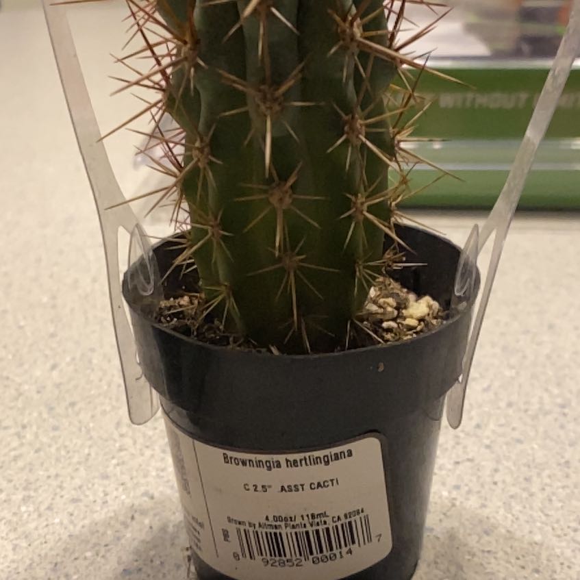 Photo of the plant species Blue Cereus by @CosmicMelittis named travis on Greg, the plant care app
