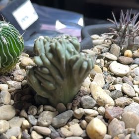 Photo of the plant species Crested Ming Thing by @ExoticCherimoya named Miley on Greg, the plant care app