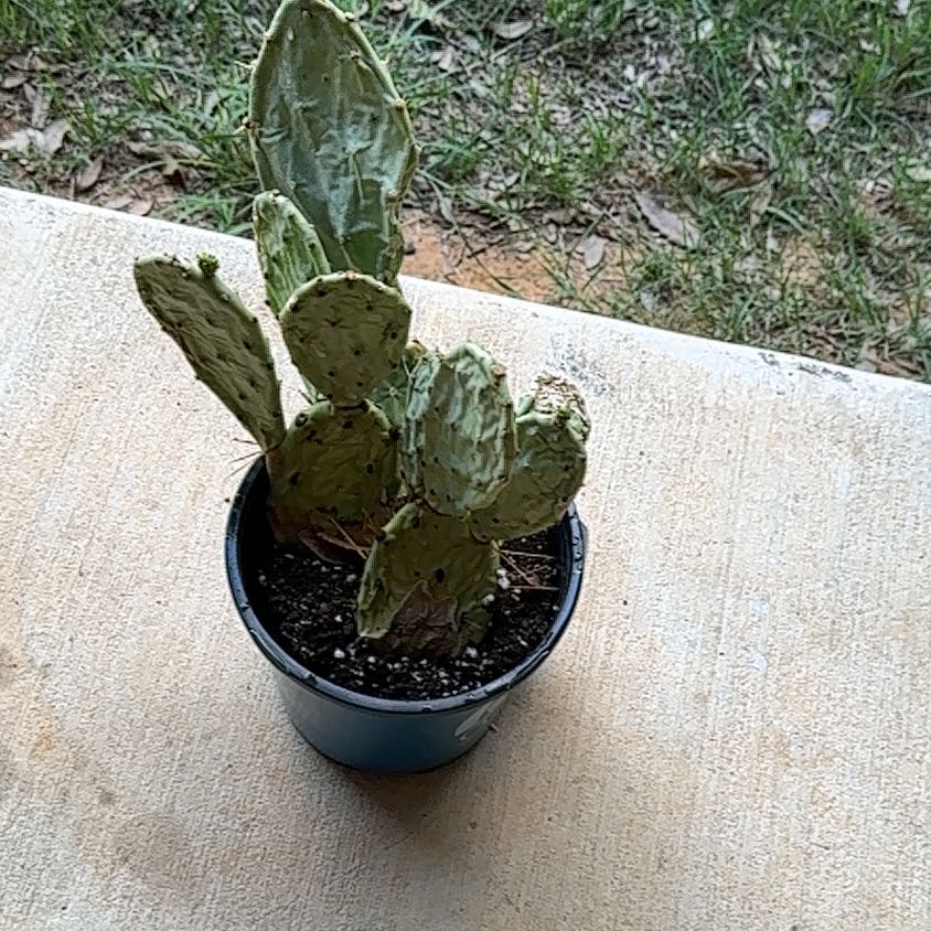 Photo of the plant species Opuntia 'Desert Ace' by @ExoticCherimoya named Athena on Greg, the plant care app