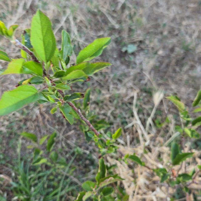 Photo of the plant species American Plum by @LushCamellia6 named Pax on Greg, the plant care app