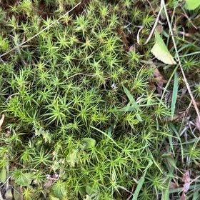 Photo of the plant species Jensen's Polytrichum Moss by @MightyPukatea5 named Sanders on Greg, the plant care app