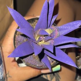 Photo of the plant species Kosmik Kaktus-a Asst by @LadyTobacco85 named Figyonce on Greg, the plant care app